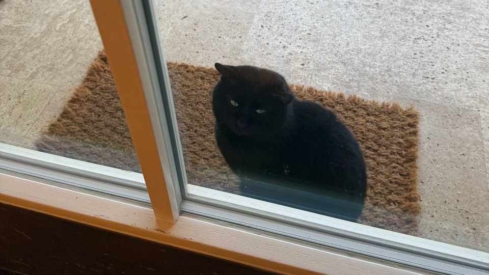 Кот у дома Симоньян