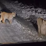 Гости Алтайского заповедника встретили рысье семейство на дороге