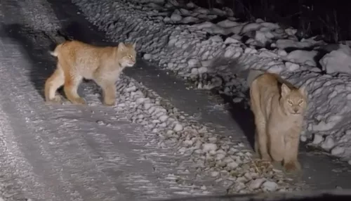 Гости Алтайского заповедника встретили рысье семейство на дороге