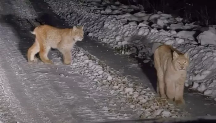 Гости Алтайского заповедника встретили рысье семейство на дороге