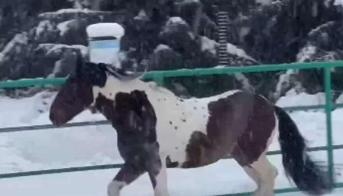 Новосибирский зоопарк показал новых копытных из Брянска, Подмосковья и Ленобласти