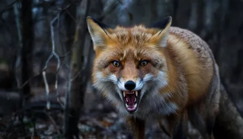 Едва ли не ежедневно. В Алтайском крае продолжают фиксировать новые очаги бешенства