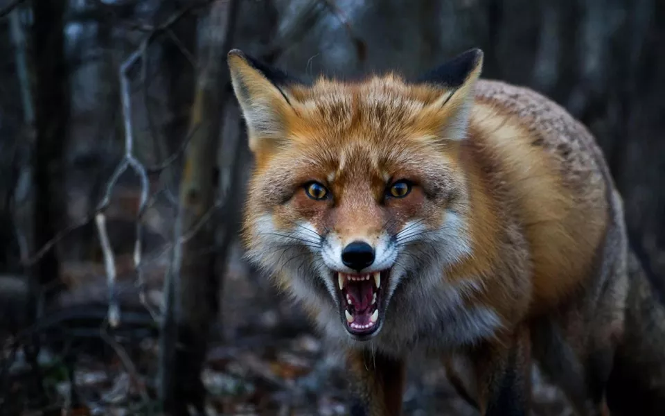 Едва ли не ежедневно. В Алтайском крае продолжают фиксировать новые очаги бешенства