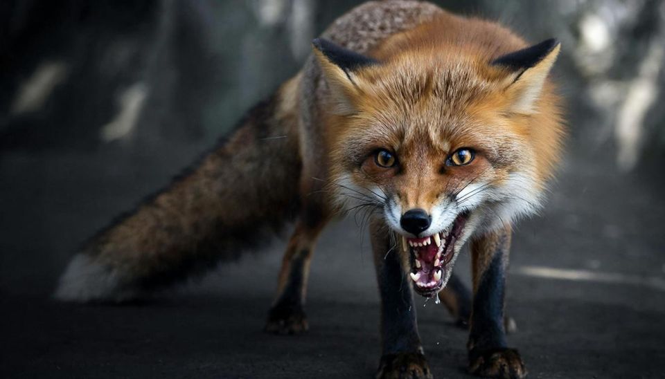 Бешеная лиса