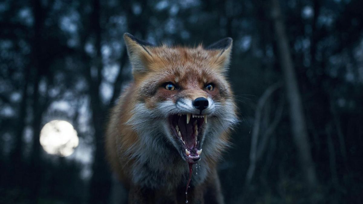 Бешеная лиса