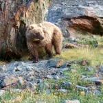 Фотоловушка в Сайлюгемском нацпарке сняла, как медведь трется о камень. Видео