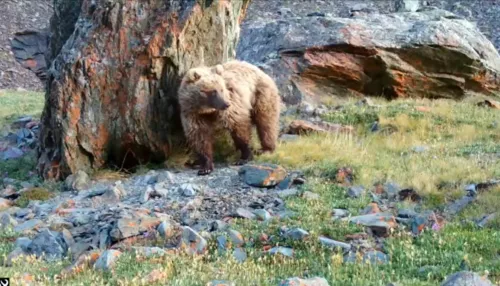 Фотоловушка в Сайлюгемском нацпарке сняла, как медведь трется о камень. Видео