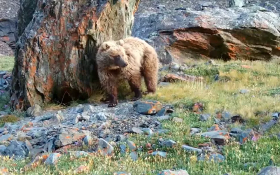 Фотоловушка в Сайлюгемском нацпарке сняла, как медведь трется о камень. Видео