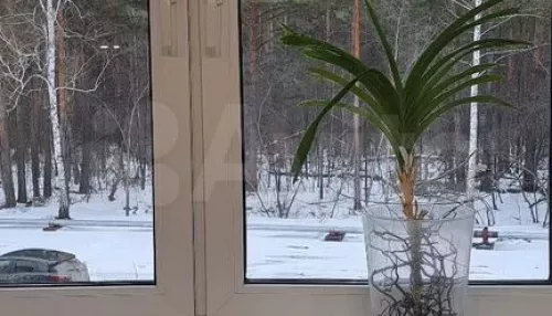 Квартиру с гостевым туалетом с видом на лес продают в Барнауле за 11,5 млн руб. Фото