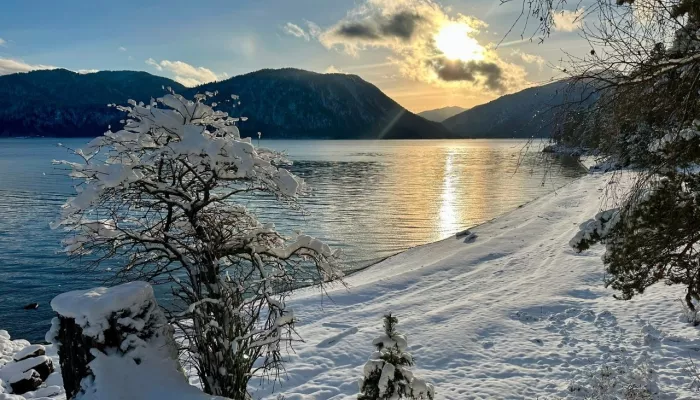 На берега Телецкого озера пришла настоящая зима. Фото