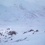 Крылатые символы зимы: в Сайлюгемском нацпарке засняли алтайских уларов. Видео