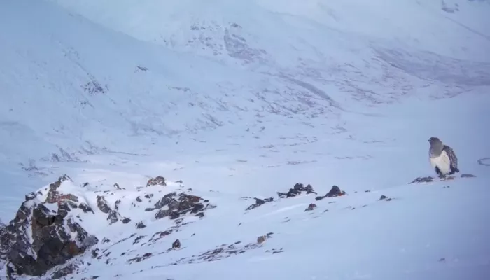 Крылатые символы зимы: в Сайлюгемском нацпарке засняли алтайских уларов. Видео