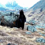 Танцующего на задних лапах медведя засняли в Республике Алтай. Видео