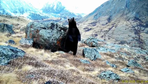 Танцующего на задних лапах медведя засняли в Республике Алтай. Видео