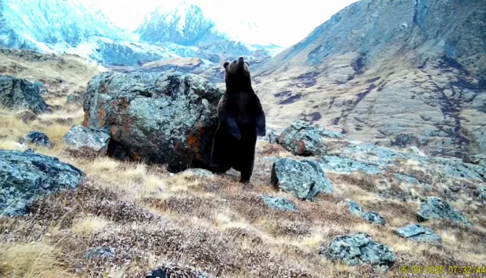 Танцующего на задних лапах медведя засняли в Республике Алтай. Видео