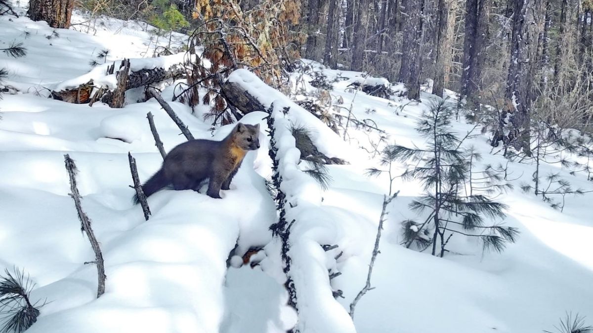 Соболь в Алтайском заповеднике