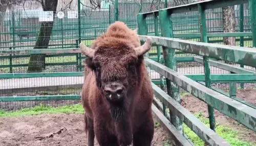 Краснокнижный зубр поселится в барнаульском зоопарке