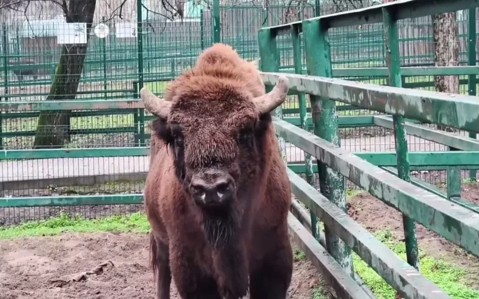 Краснокнижный зубр поселится в барнаульском зоопарке