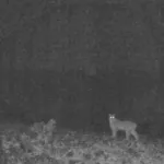 Фотоловушка сняла редкое появление рыси в местах обитания ирбиса на Алтае. Видео