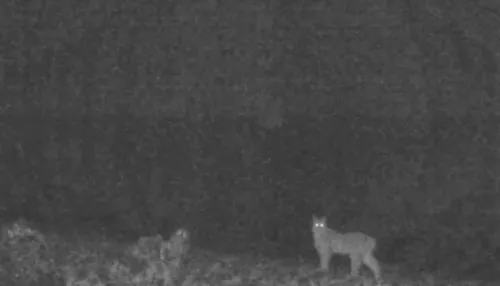 Фотоловушка сняла редкое появление рыси в местах обитания ирбиса на Алтае. Видео