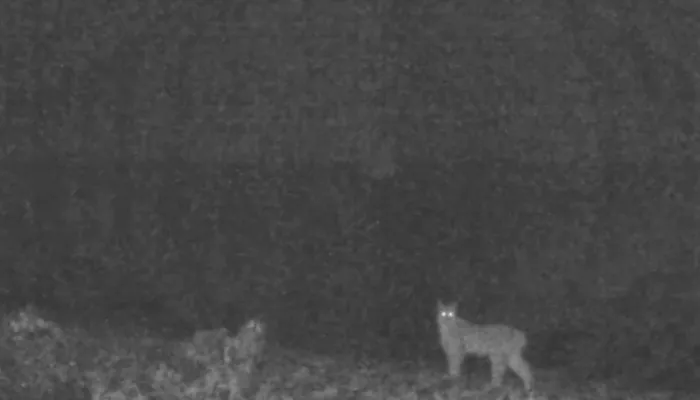 Фотоловушка сняла редкое появление рыси в местах обитания ирбиса на Алтае. Видео