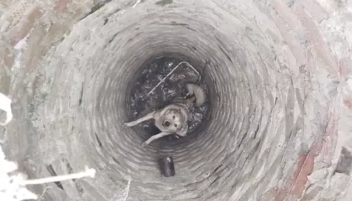 Спасатели в Барнауле вытащили пса, который пять дней сидел в колодце