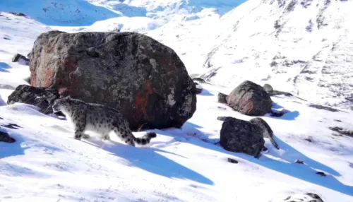 Жутко красив: фотоловушка засняла усатого жителя Южно-Чуйского хребта. Видео