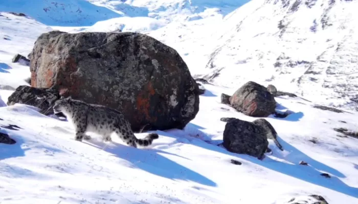 Жутко красив: фотоловушка засняла усатого жителя Южно-Чуйского хребта. Видео