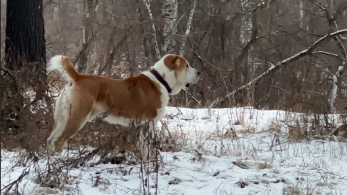 Опасный алабай