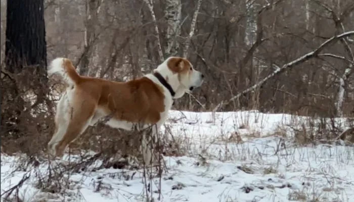 Спасались на соснах: опасный алабай терроризирует жителей поселка в Алтайском крае