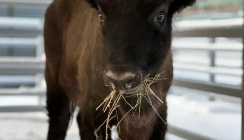 Знакомьтесь — Мурашик: в барнаульском зоопарке поселился зубр. Фото