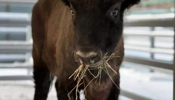 Знакомьтесь — Мурашик: в барнаульском зоопарке поселился зубр. Фото