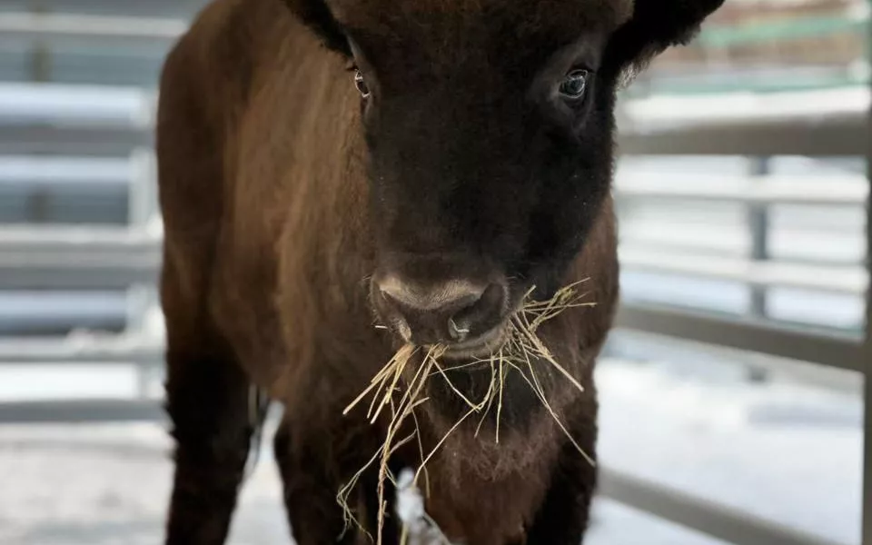 Знакомьтесь Мурашик: в барнаульском зоопарке поселился зубр. Фото