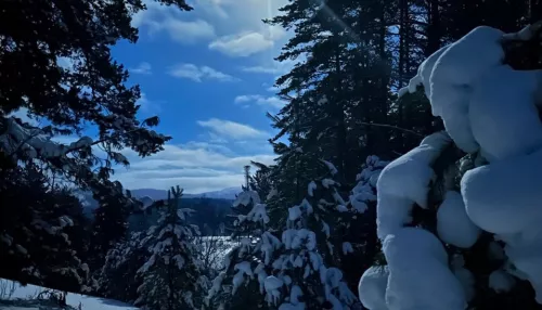 Заповедный ночной лес запечатлели в Республике Алтай. Фото