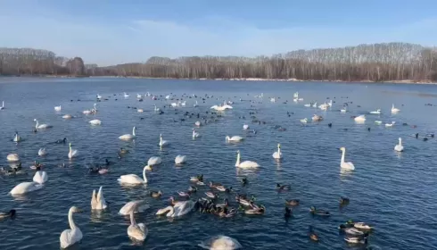 Лебеди-кликуны слетаются на алтайское озеро Светлое. Видео