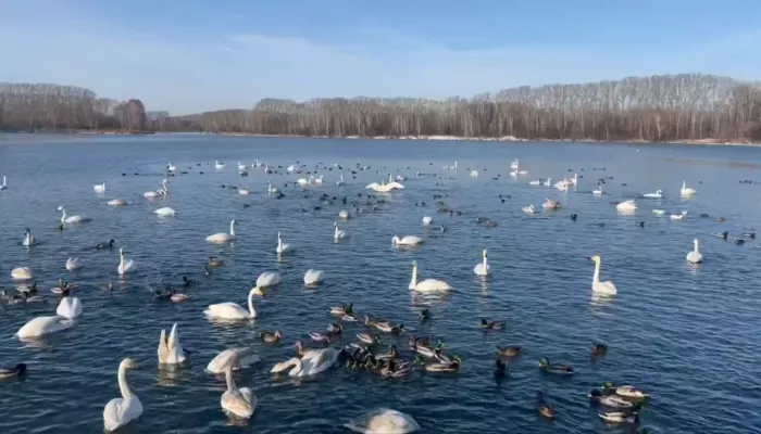 Лебеди-кликуны слетаются на алтайское озеро Светлое. Видео