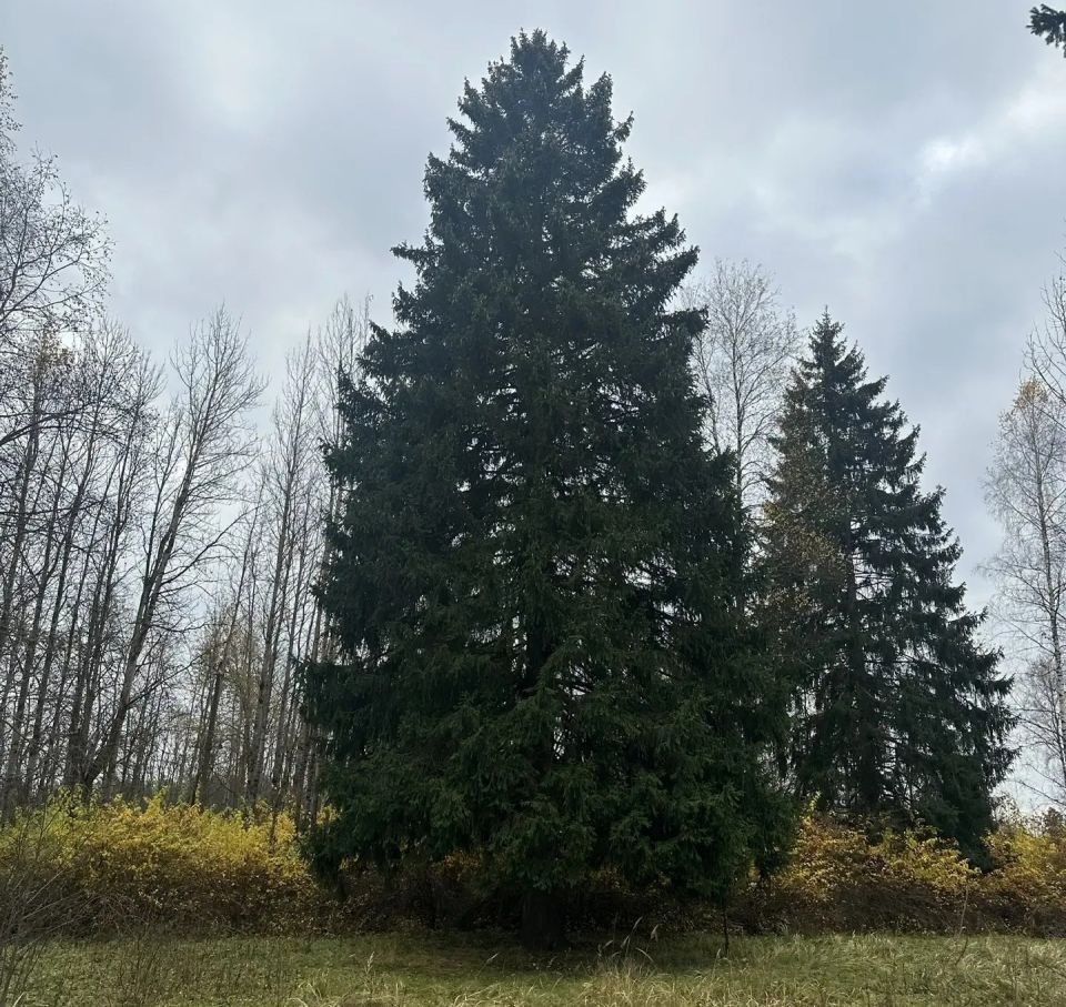 Главная новогодняя елка