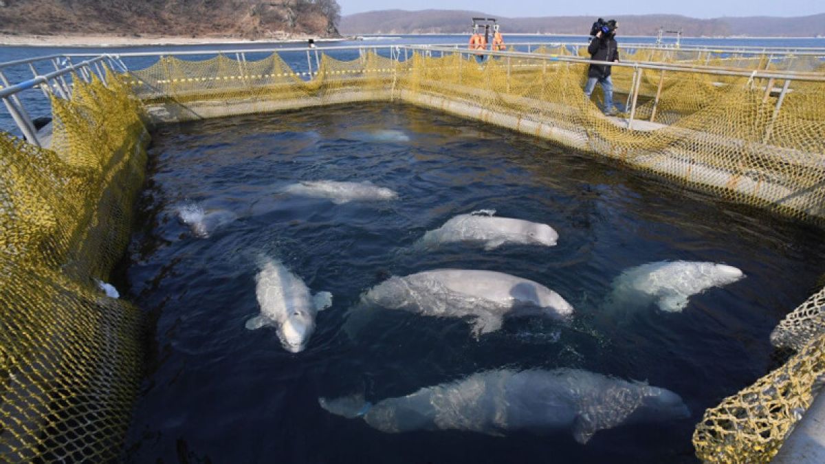 Отловщики объяснили детские экскурсии в "китовую тюрьму"