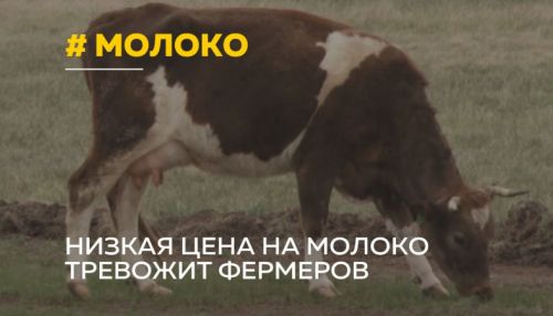 Почему упали закупочные цены на молоко в Алтайском крае?