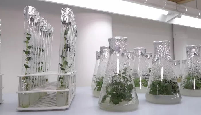 В АлтГУ разрабатывают технологию клонирования хмеля