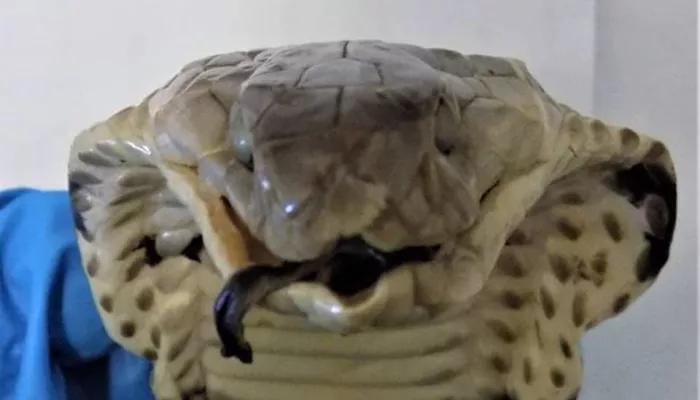 Таможенники обнаружили змеиное вино с редкой коброй у пассажирки в Барнауле