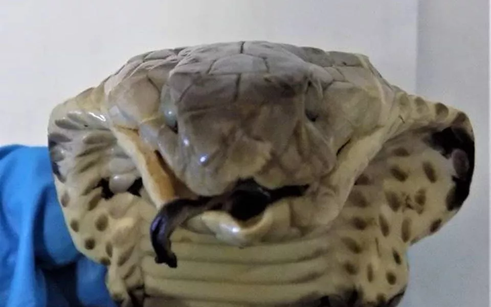 Таможенники обнаружили змеиное вино с редкой коброй у пассажирки в Барнауле