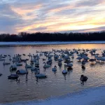 Бийские волонтеры начали заготовку корма лебедям на зимовку