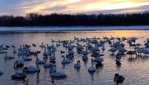 Бийские волонтеры начали заготовку корма лебедям на зимовку