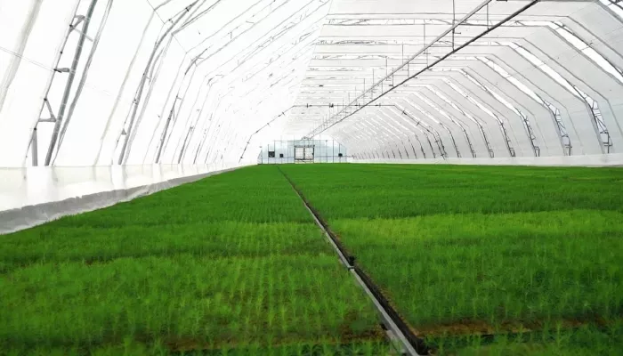 От семечка до леса: как растут сосны в Алтайском крае