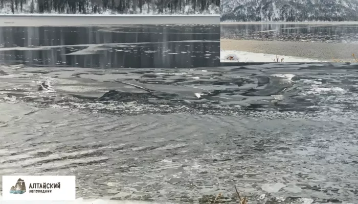 На видео попал хрустальный перезвон льда на Телецком озере