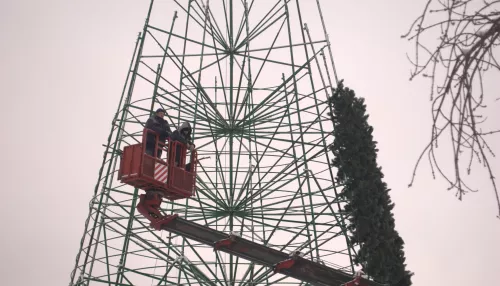 Елка растет: как в Барнауле украшают главную новогоднюю площадь. Фоторепортаж