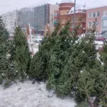 Почем красавица: сколько стоят новогодние деревья на елочных базарах в Барнауле