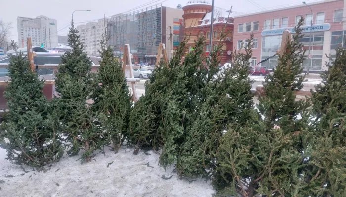 Почем красавица: сколько стоят новогодние деревья на елочных базарах в Барнауле