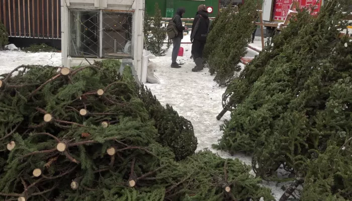 В Барнауле заработали 28 елочных базаров: что и почем предлагают